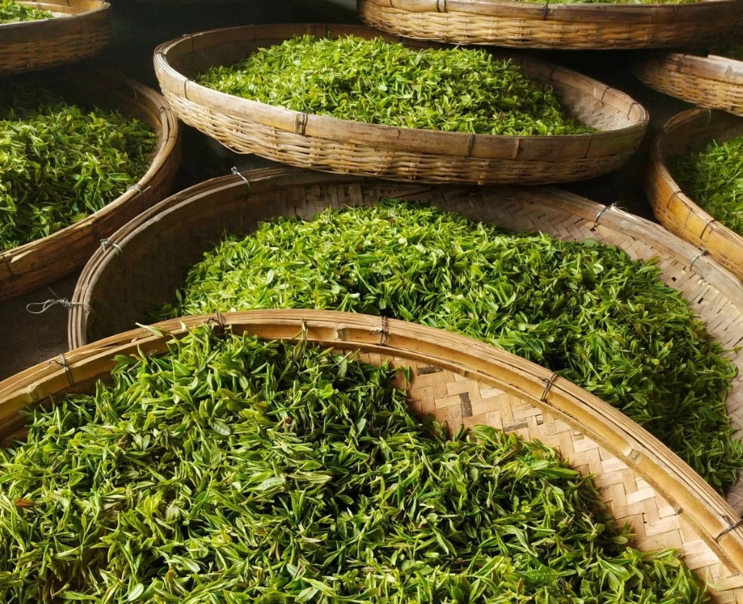 簡(jiǎn)小葉說(shuō)茶|嶗山綠茶：山海之間，一葉知春