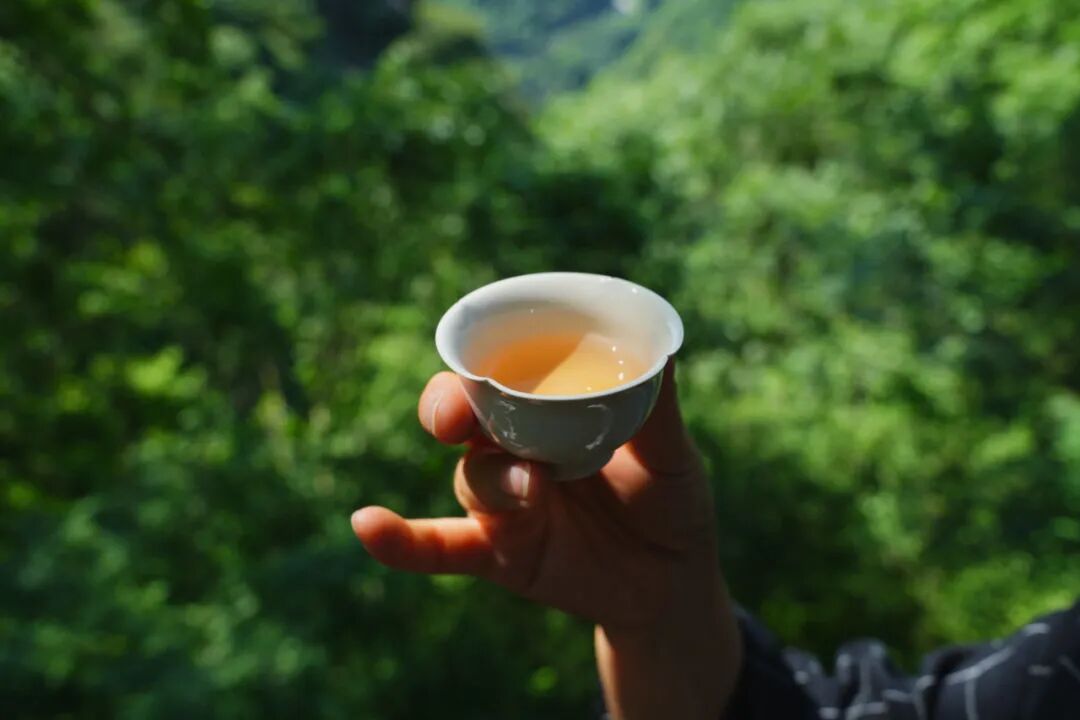 愛生活 愛簡小葉|三杯清熱配方，解鎖自然降溫法