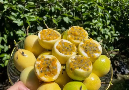 愛(ài)生活 愛(ài)簡(jiǎn)小葉|黃金百香果熟啦！甜度爆表，果香濃郁~