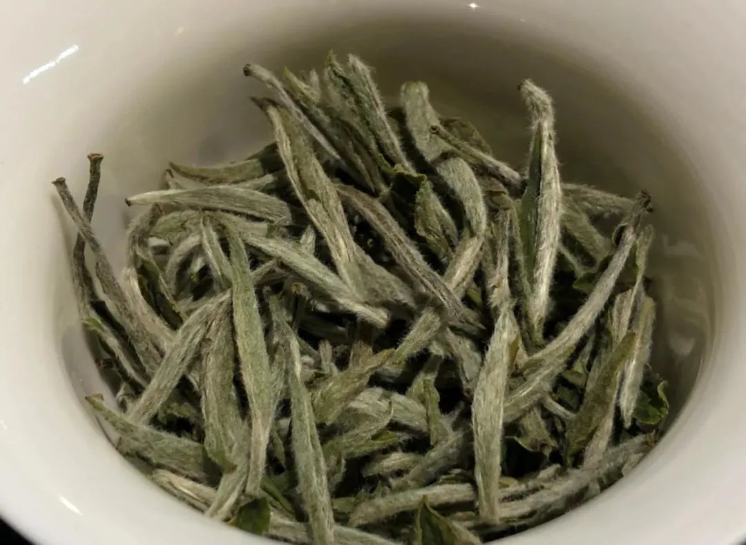 愛(ài)生活 愛(ài)簡(jiǎn)小葉|三伏天里的白茶清涼哲學(xué)——解暑不傷身的天然饋贈(zèng)