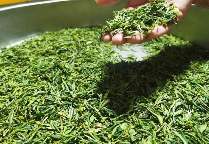 簡(jiǎn)小葉說(shuō)茶|一盞清茗 半卷山色——嶗山綠茶的時(shí)光印記