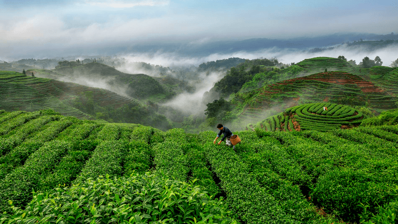 簡(jiǎn)小葉說(shuō)茶|踏雪蘭妃：霧靄深處蘭香與春芽的初遇