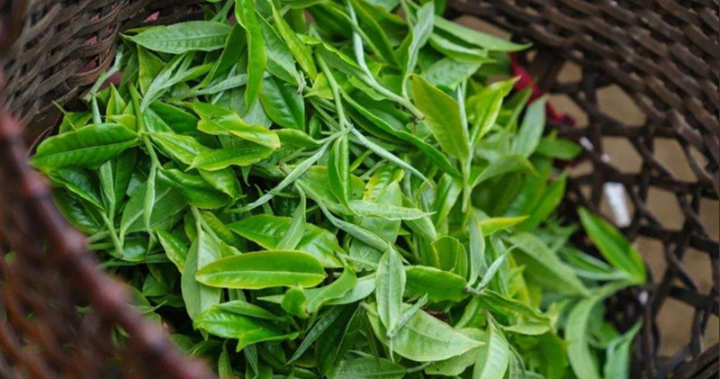 簡小葉食譜｜以茶入膳：取茶葉的清香，使茶與食物相結(jié)合