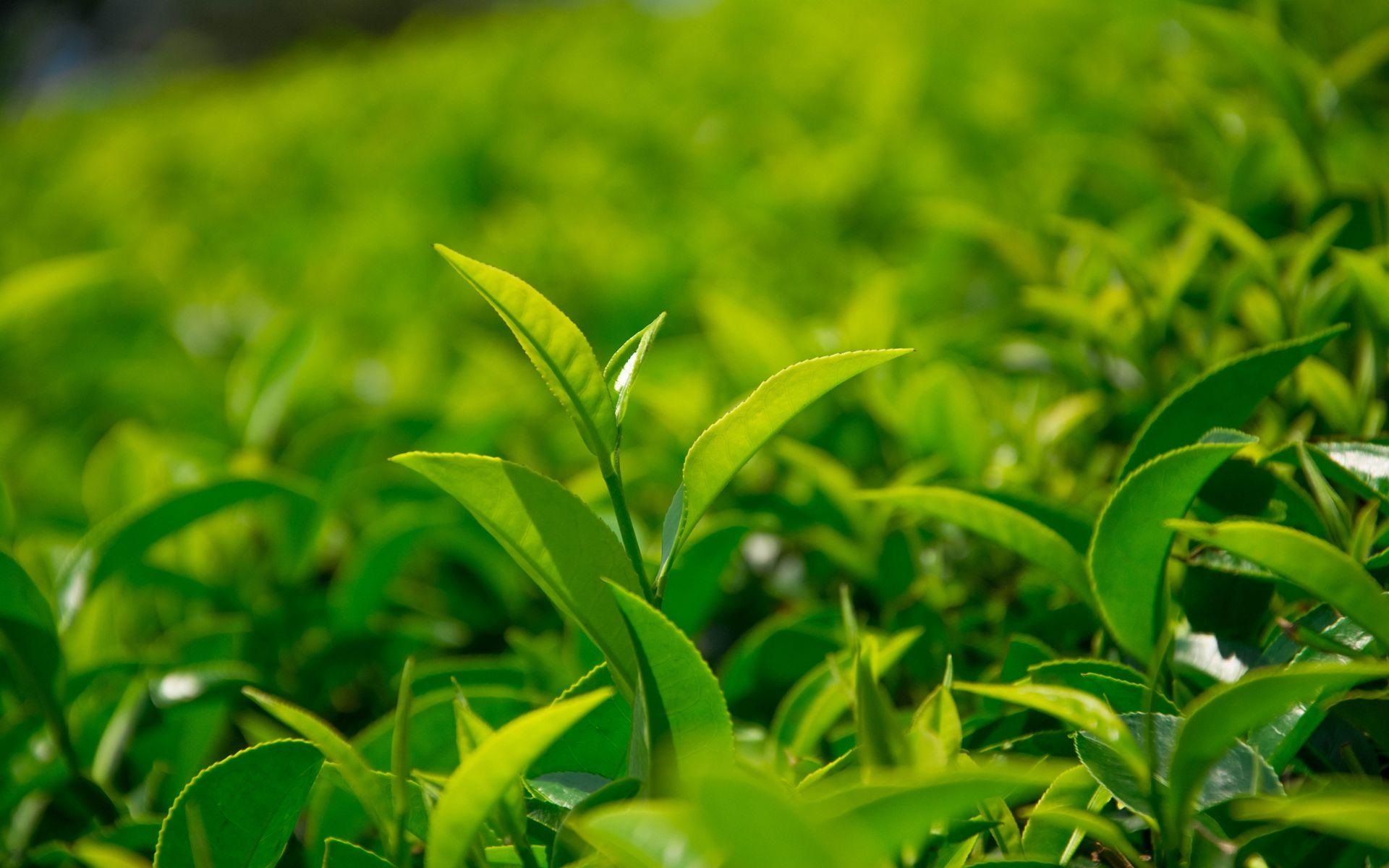 簡(jiǎn)小葉說(shuō)茶|綠茶真的會(huì)傷胃嗎？