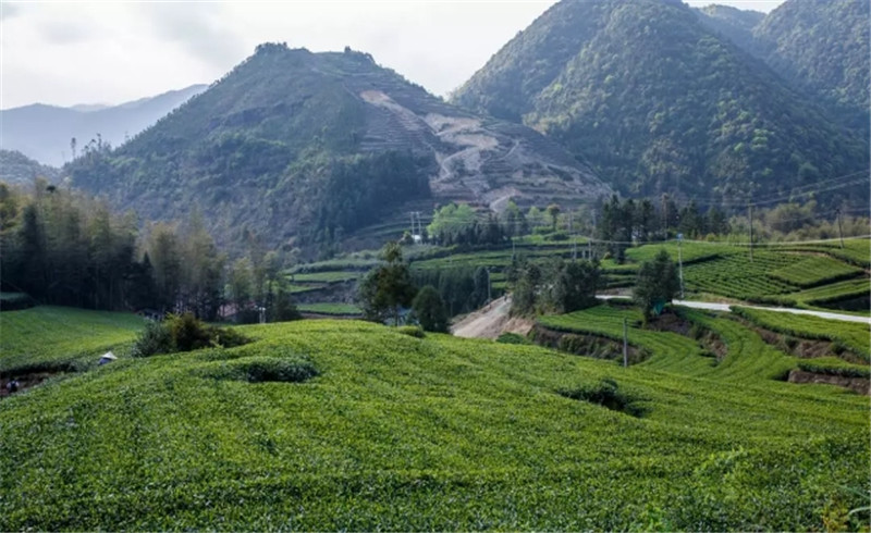 開卷有益｜對(duì)茶葉農(nóng)殘多一些了解，才能喝到好茶。