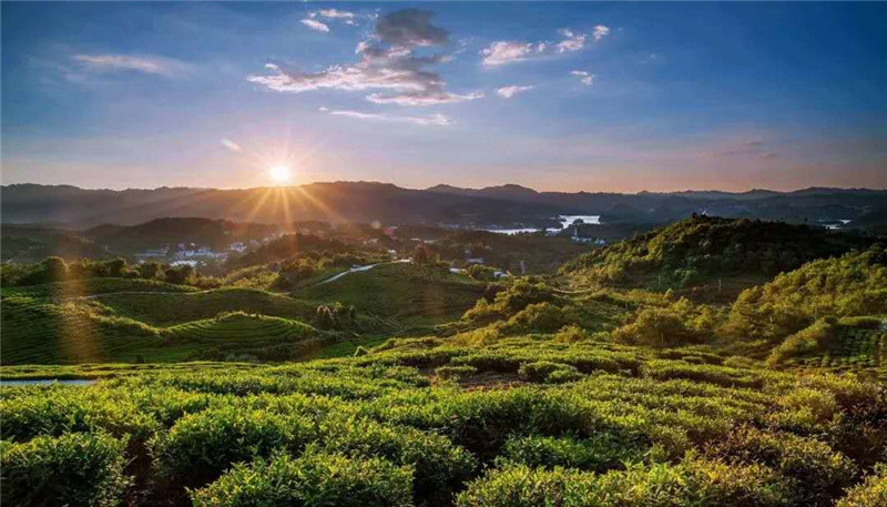 愛生活 愛簡小葉｜全世界愛茶人的盛事，首個“國際茶日”。