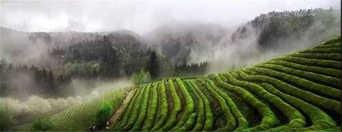 開(kāi)卷有益|高山茶，有哪些優(yōu)點(diǎn)？
